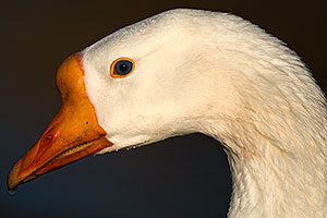 Chinese Goose with blue eyes at Riparian Preserve