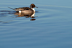 Northern Pintail [male] at Riparian Preserve