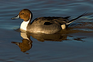 Northern Pintail [male] at Riparian Preserve