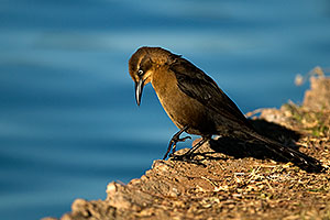 Great-tailed Grackle at Freestone Park