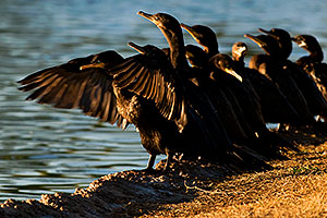 Cormorants at Freestone Park