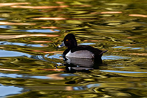 Ring-necked Duck [male] at Freestone Park