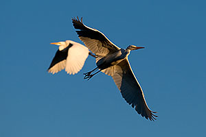 2 Great Egrets in flight at Freestone Park