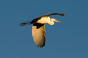 Great Egret in flight at Freestone Park