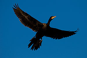 Cormorant in flight at Riparian Preserve