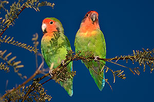 Peach-faced Lovebirds at Riparian Preserve