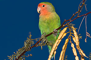 Peach-faced Lovebird at Riparian Preserve