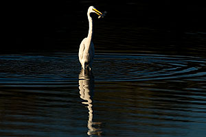 Great Egret with a fish in his bill at Riparian Preserve