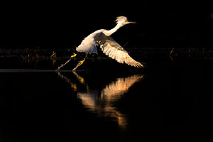 Snowy Egret at Riparian Preserve