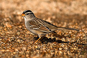 White-crowned Sparrow at Riparian Preserve