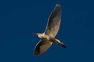 Great Egret at Riparian Preserve