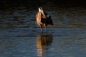 Great Blue Heron fishing at Riparian Preserve