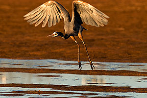 Great Blue Heron landing at Riparian Preserve
