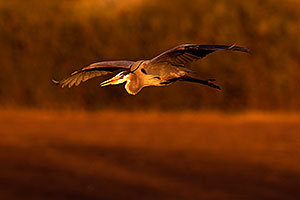 Great Blue Heron in flight at Riparian Preserve