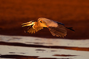 Great Blue Heron in flight at Riparian Preserve