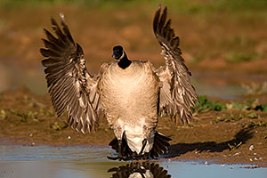Canadian Goose spreading her wings at Riparian Preserve