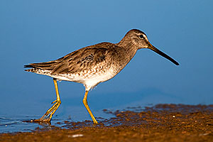 Long-billed Dowitcher at Riparian Preserve