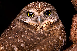Burrowing Owl at Phoenix Zoo
