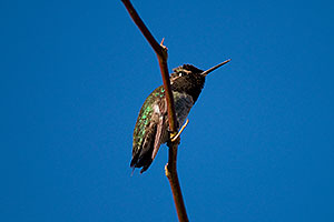 Annas Hummingbird at Riparian Preserve