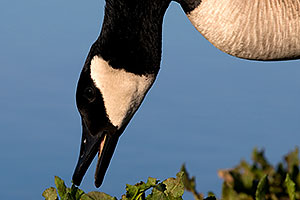 Canadian Goose showing her teeth