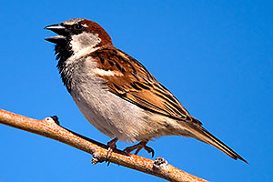 House Sparrow at Riparian Preserve