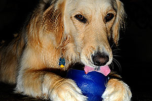 Izzy (Golden Retriever) with a toy - 2 years old