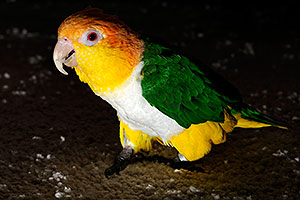 Parrot in Cave Creek