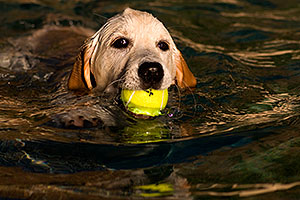 Bella (English Golden Retriever) swimming with ball
