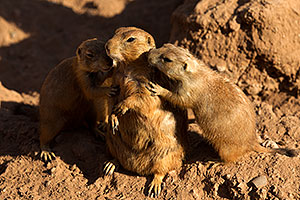 Affectionate Prairie Dogs at the Phoenix Zoo