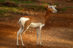 Mhorr Gazelle at the Phoenix Zoo