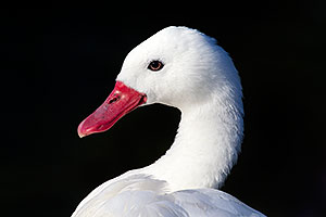Pretty White Goose at the Phoenix Zoo