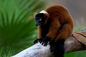 Red ruffed Lemur at the Phoenix Zoo