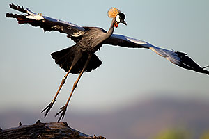 East African Crowned Crane at the Phoenix Zoo