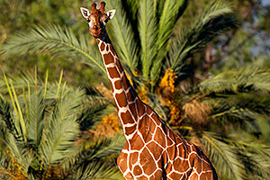 Giraffe at the Phoenix Zoo