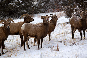 Bighorn Sheep by Ouray
