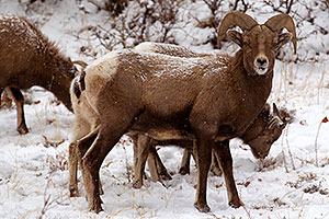 Bighorn Sheep by Ouray
