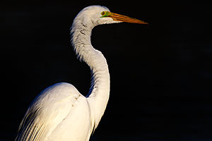Bright green lores (markings) of a breeding Great Egret at Riparian Preserve