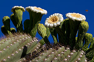 Blooming Saguaro in Superstitions