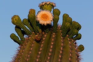 Saguaro flowers in Superstitions