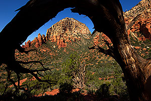 View of Thunder Mountain (Capital Butte) through a tree arch in Sedona
