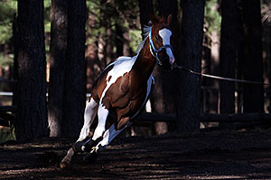 Horses in Flagstaff