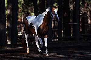 Horses in Flagstaff