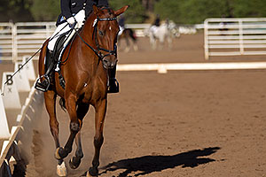 Blue eyed horse at English dressage in Flagstaff