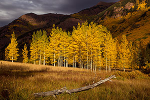 Log and yellow Aspen trees in Maroon Bells, Colorado