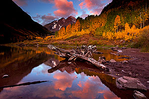 Sunrise reflection of a tree log and Maroon Bells in Colorado