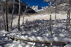 Snowy Trees in Maroon Bells, Colorado