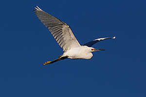 Snowy Egret in flight at Riparian Preserve