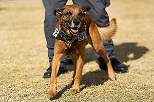 Raidin the Police Dog [Belgian Malinois] in Lake Havasu City, Arizona