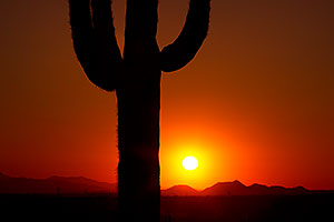 Saguaro cactus at sunset in Superstitions