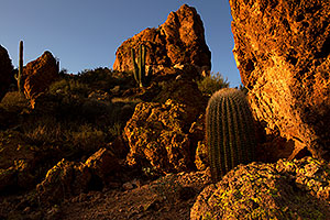 Saguaro Cactus in Superstitions